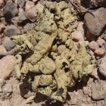 Rhizoplaca melanophthalma ssp. crispa
