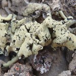 Rhizoplaca melanophthalma ssp. crispa
