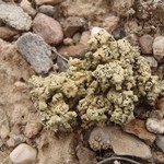 Rhizoplaca melanophthalma ssp. crispa