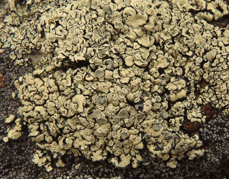 Rhizoplaca melanophthalma