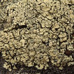 Rhizoplaca melanophthalma
