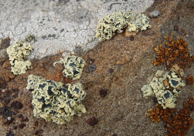 Rhizoplaca melanophthalma