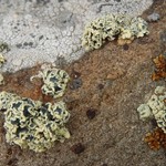 Rhizoplaca melanophthalma