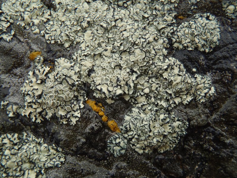 Rhizoplaca melanophthalma