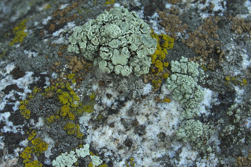 Rhizoplaca melanophthalma
