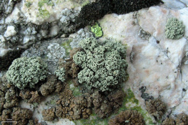 Rhizoplaca melanophthalma