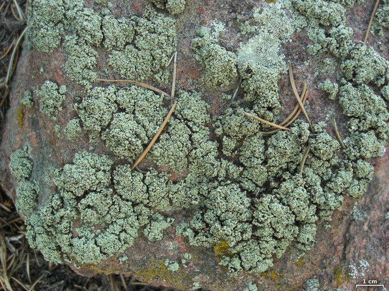 Rhizoplaca melanophthalma