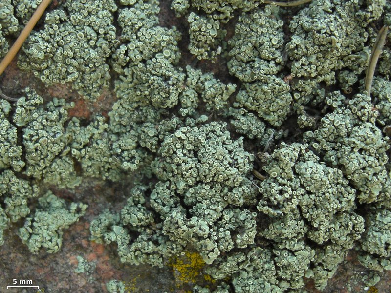 Rhizoplaca melanophthalma
