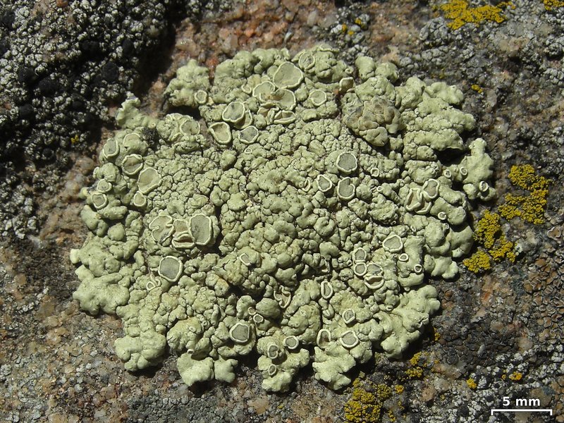 Rhizoplaca melanophthalma