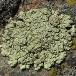 Rhizoplaca melanophthalma