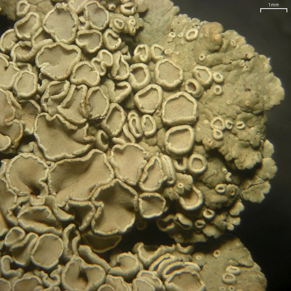 Rhizoplaca melanophthalma