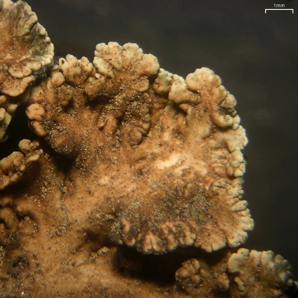 Rhizoplaca melanophthalma