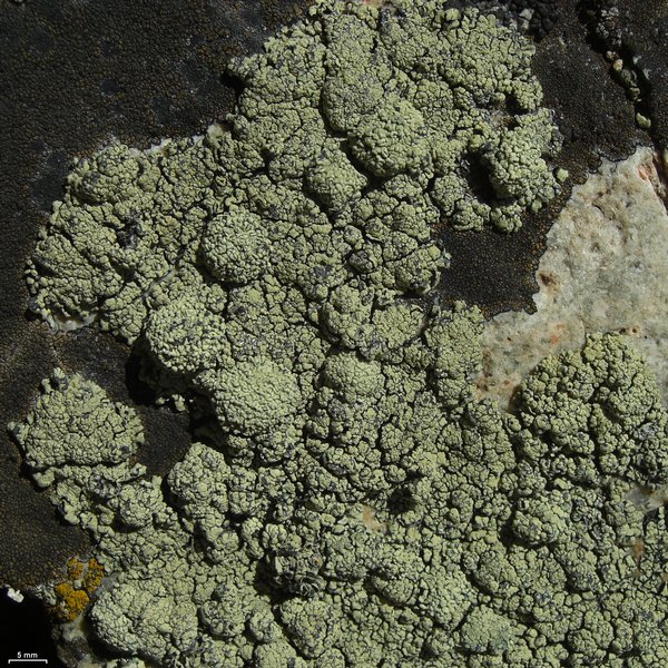 Rhizoplaca melanophthalma