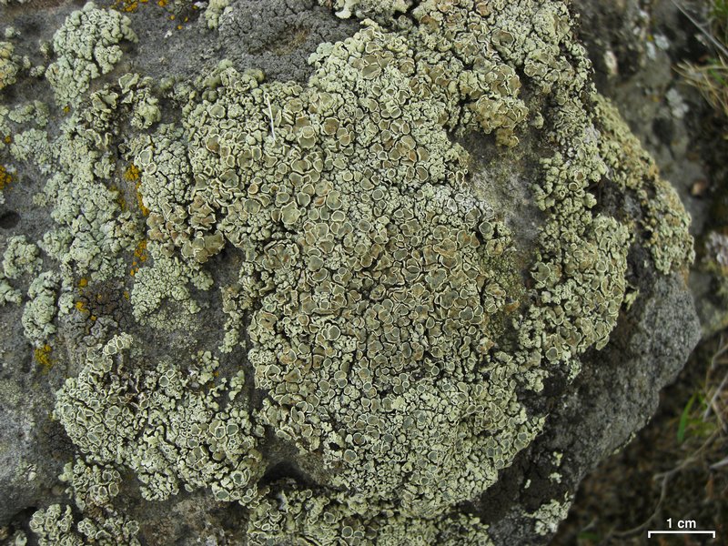 Rhizoplaca melanophthalma