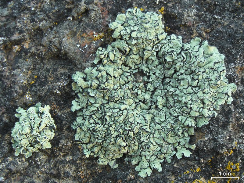 Rhizoplaca melanophthalma