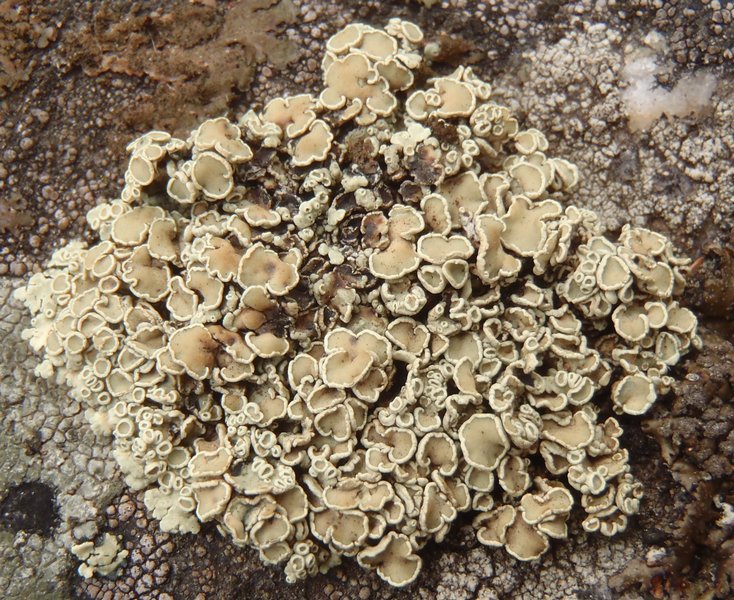 Rhizoplaca melanophthalma