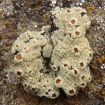 Rhizoplaca peltata