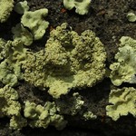 Rhizoplaca peltata