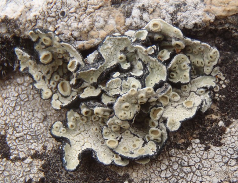 Rhizoplaca peltata