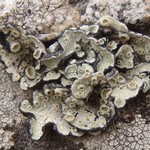 Rhizoplaca peltata