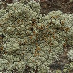 Rhizoplaca subdiscrepans