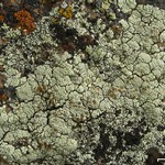 Rhizoplaca subdiscrepans
