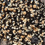 Rhizoplaca subdiscrepans