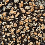 Rhizoplaca subdiscrepans
