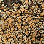 Rhizoplaca subdiscrepans