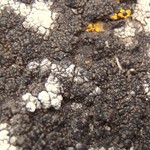 Lambiella insularis