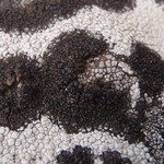 Rimularia insularis