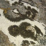 Rimularia insularis