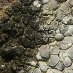 Lambiella insularis