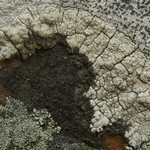 Lambiella insularis