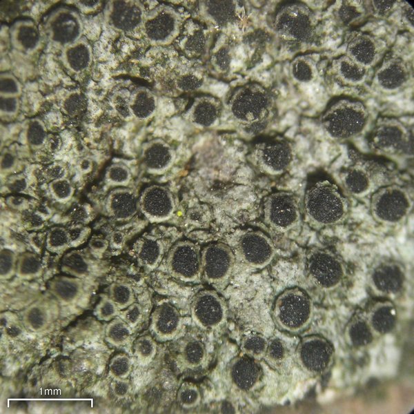 Rinodina archaea