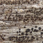 Rinodina archaea
