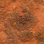 Rinodina athallina