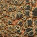 Rinodina athallina