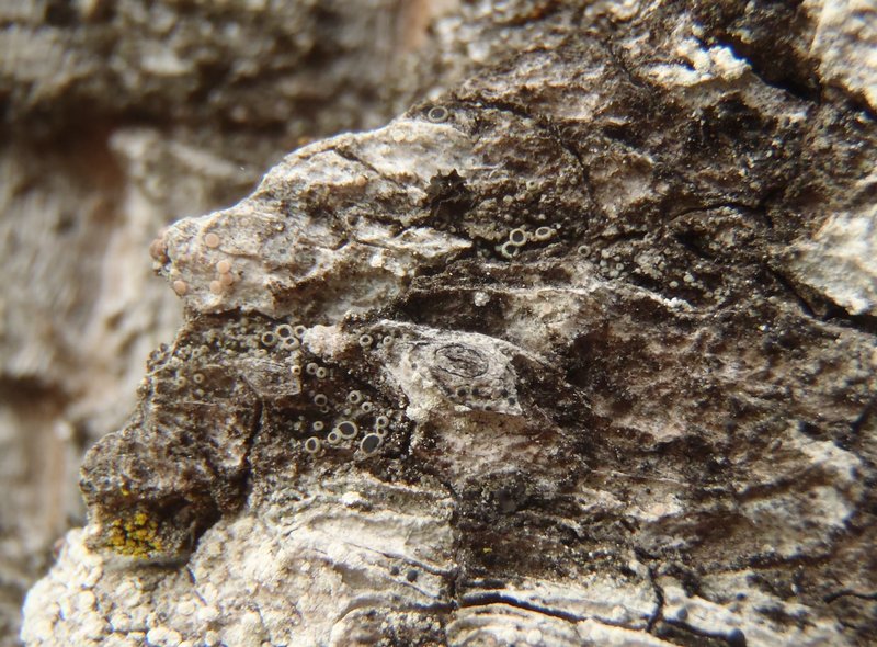 Rinodina austroborealis
