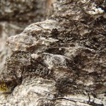 Rinodina austroborealis