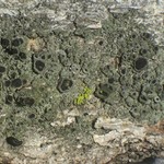 Rinodina badiexcipula