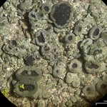 Rinodina badiexcipula