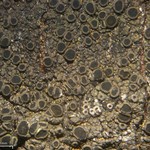 Rinodina badiexcipula