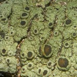 Rinodina badiexcipula