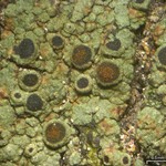 Rinodina badiexcipula