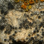 Rinodina bischoffii