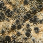Rinodina bischoffii