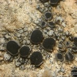 Rinodina bischoffii