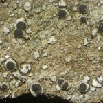 Rinodina bischoffii