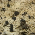 Rinodina bischoffii